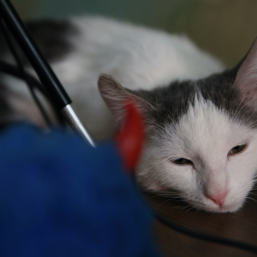 Photo #14030907