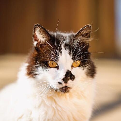 Photo #14030913