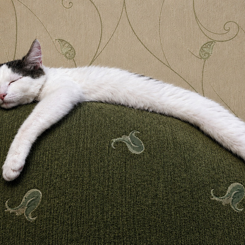 Photo #14030919