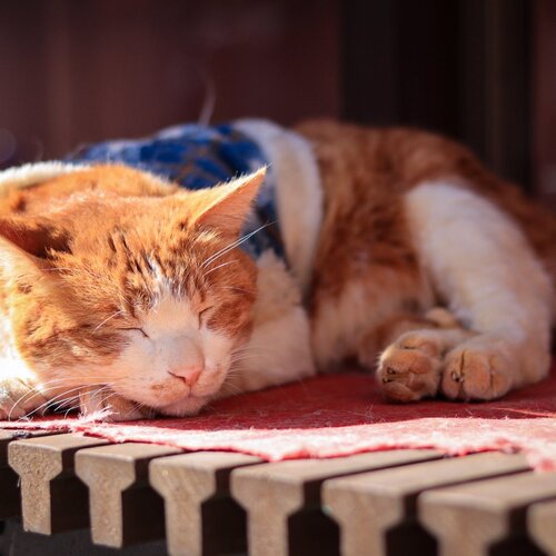 Photo #14030958