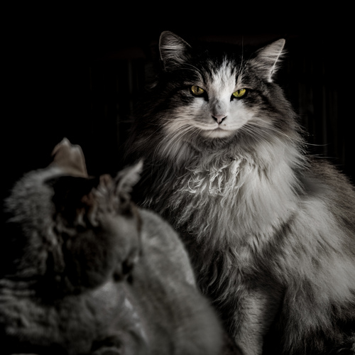 Photo #14030961