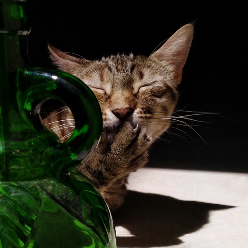Photo #14031285