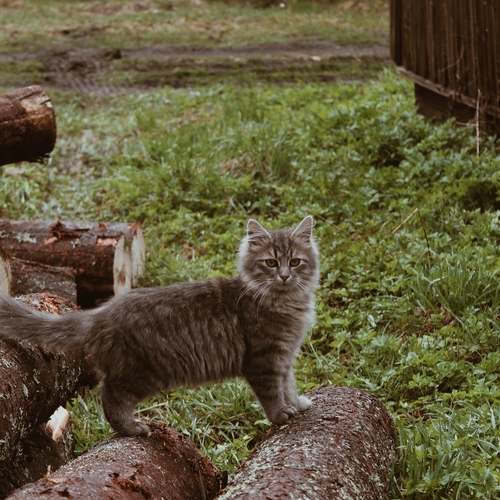 Photo #14031288