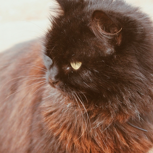 Photo #14031289