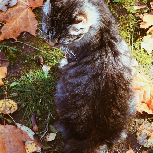 Photo #14031290