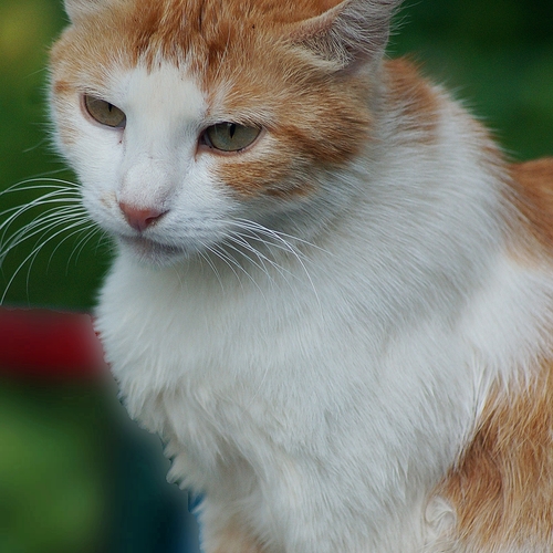 Photo #14031336