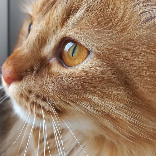 Photo #14031428