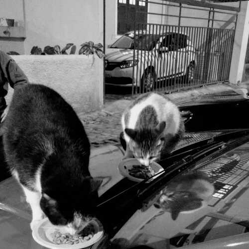 Photo #14031450