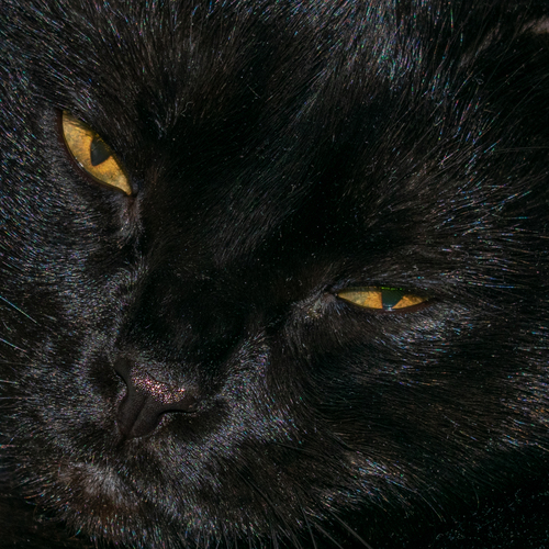 Photo #14031487