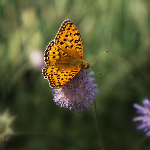 Photo #14031490