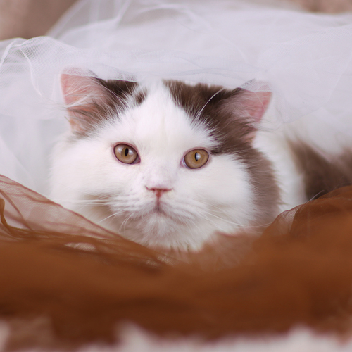 Photo #14031502