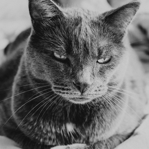 Photo #14031545