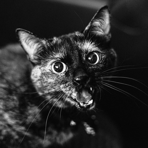 Photo #14031573