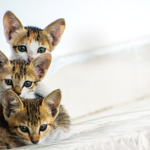 Photo #14031589