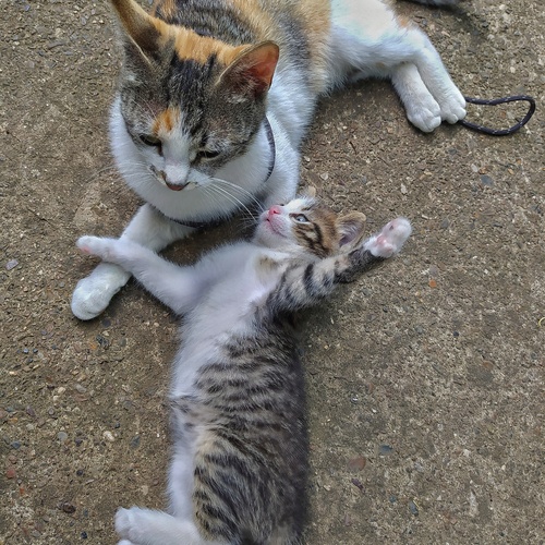 Photo #14031621