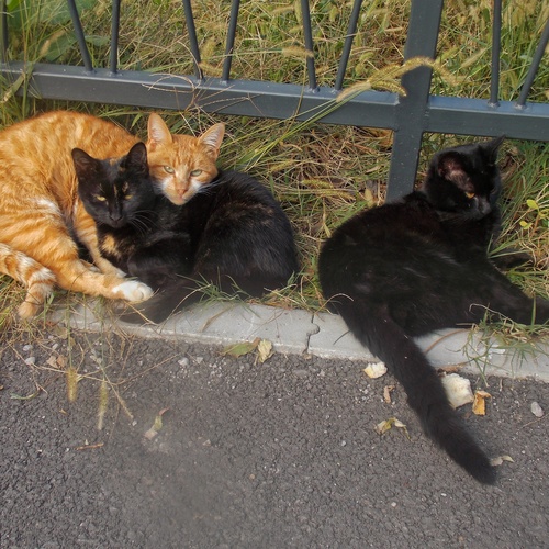 Photo #14031624