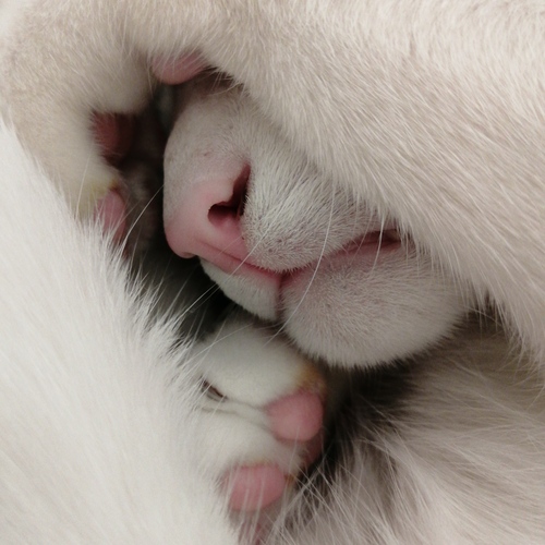 Photo #14031877