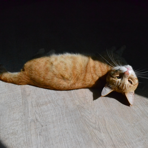 Photo #14031903