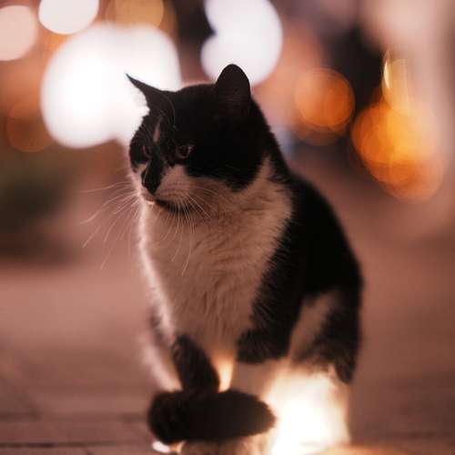 Photo #14032052