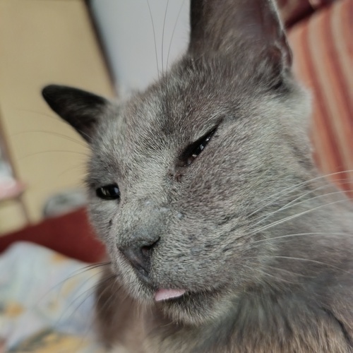Photo #14032082