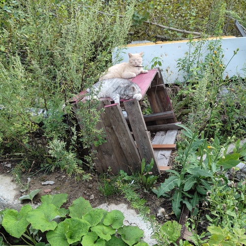 Photo #14032107