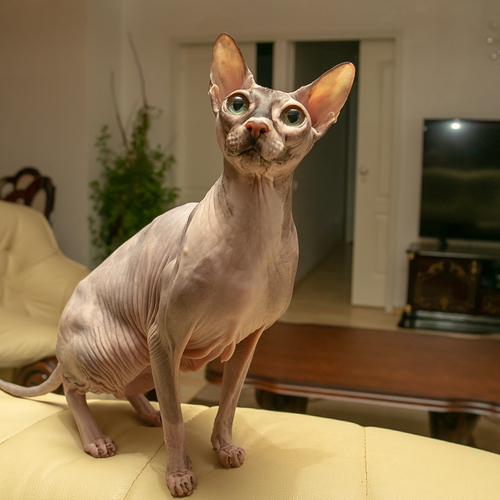 Photo #14032108