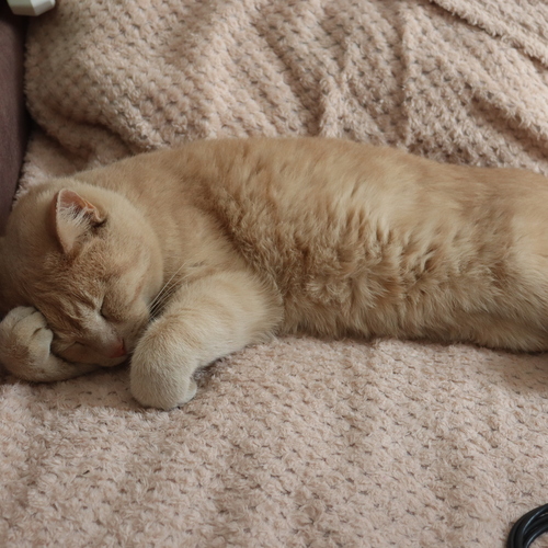 Photo #14032110