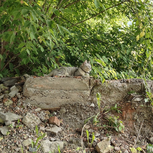 Photo #14032120