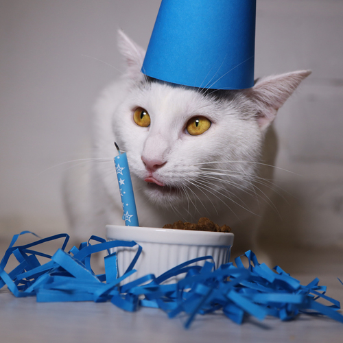 Photo #14032125