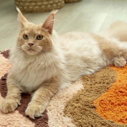 Photo #14032140