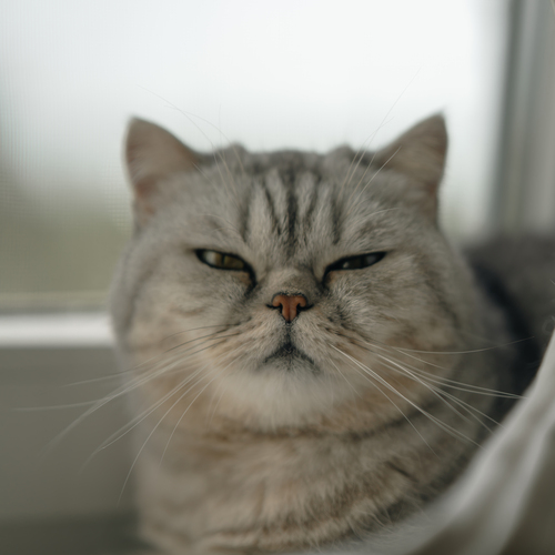Photo #14032180