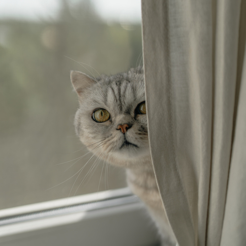 Photo #14032181