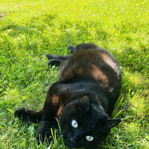 Photo #14032186