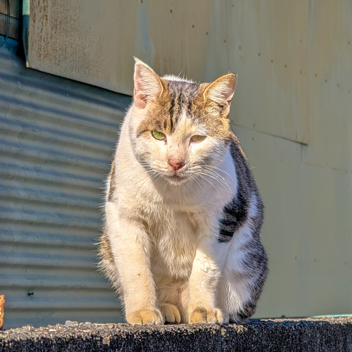 Photo #14032190