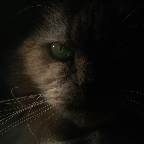 Photo #14032234