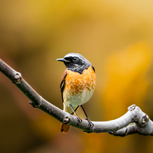 Autumn Perch