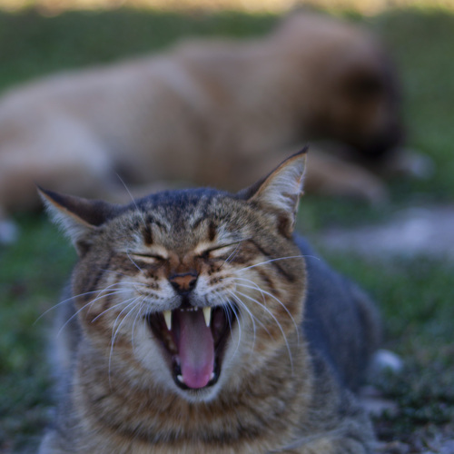 Photo #14032242