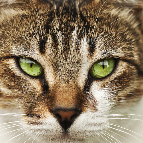 Photo #14032244