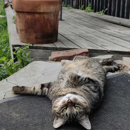 Photo #14032289