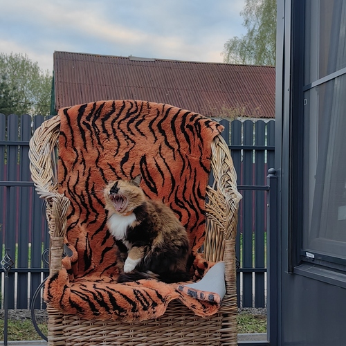 Photo #14032342