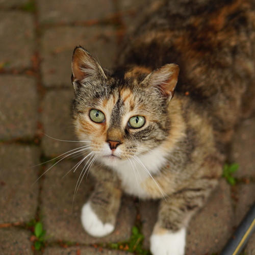 Photo #14032365