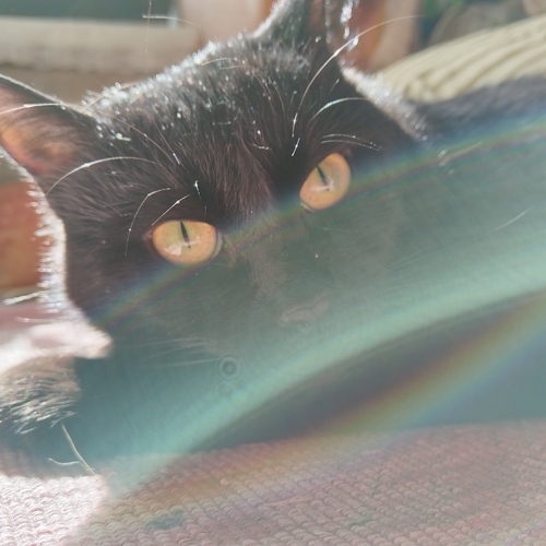 Photo #14032467