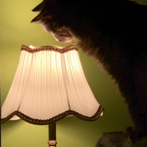 Photo #14032499
