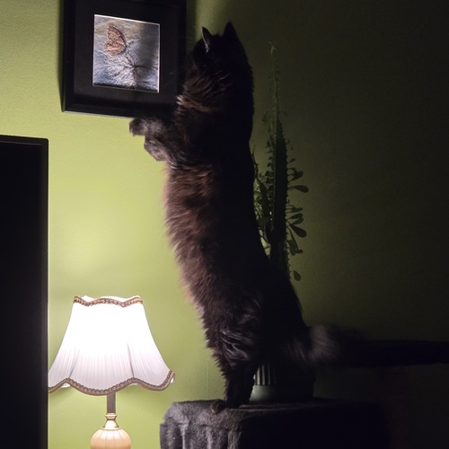Photo #14032505