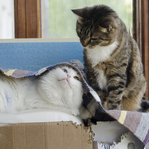 Photo #14032602