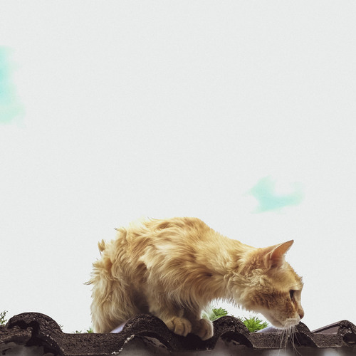 Photo #14032613