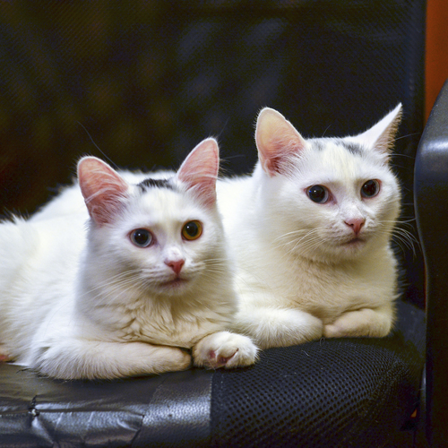 Photo #14032616