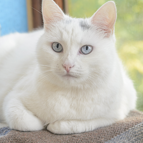 Photo #14032663