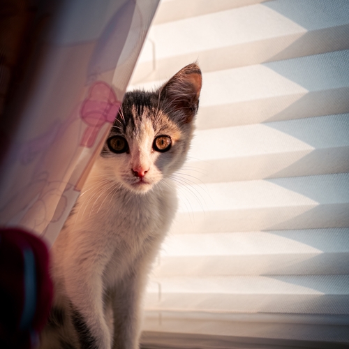 Photo #14032677