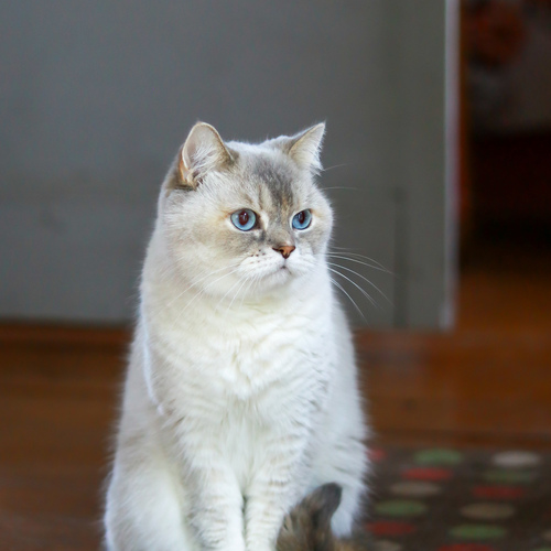 Photo #14032678